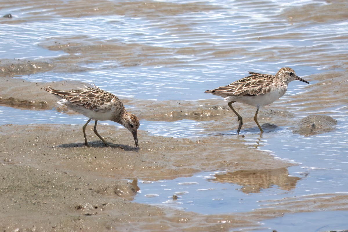 Сүүл элсэг - ML627379198