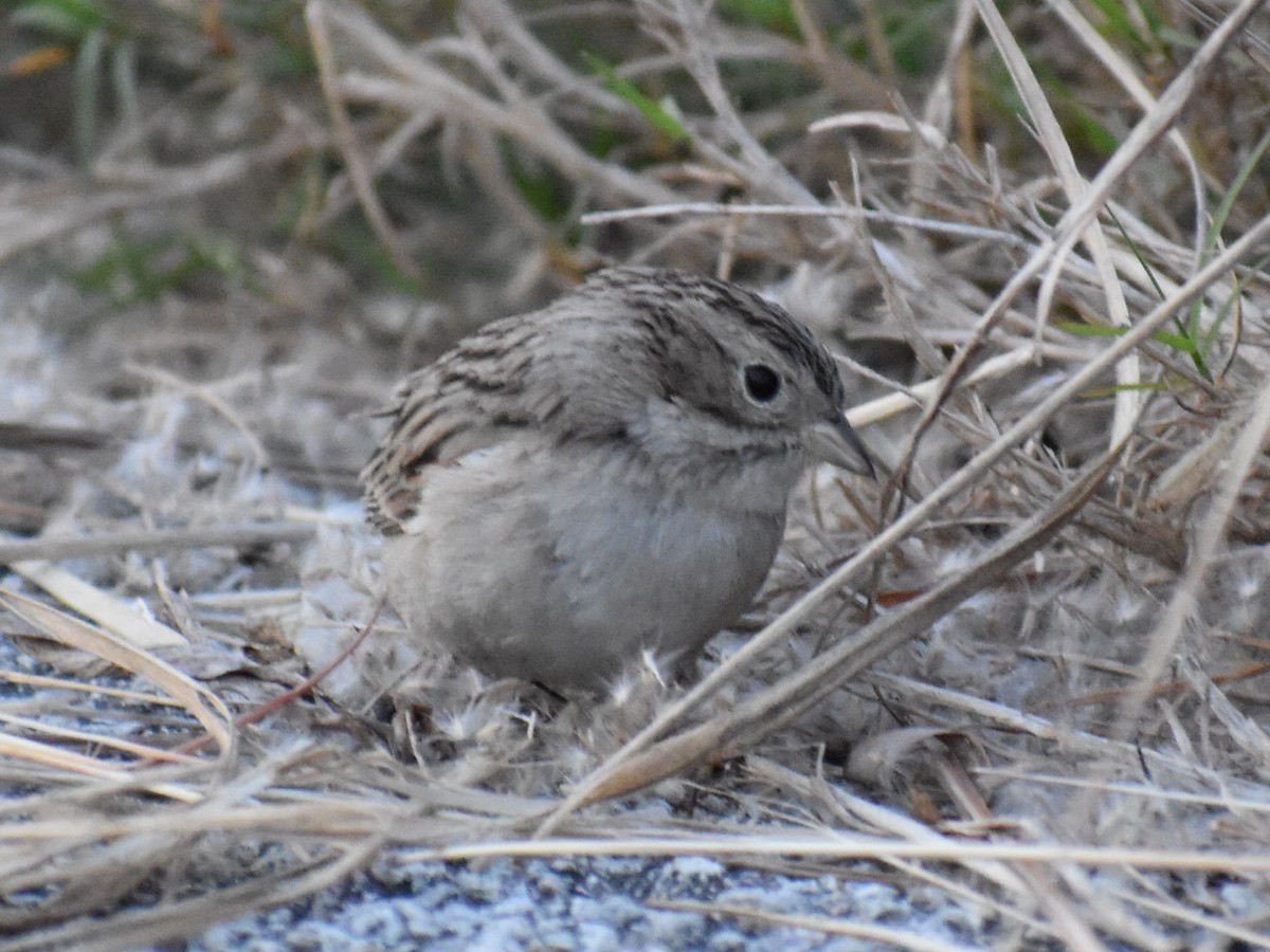 Brewer's Sparrow - ML627379248