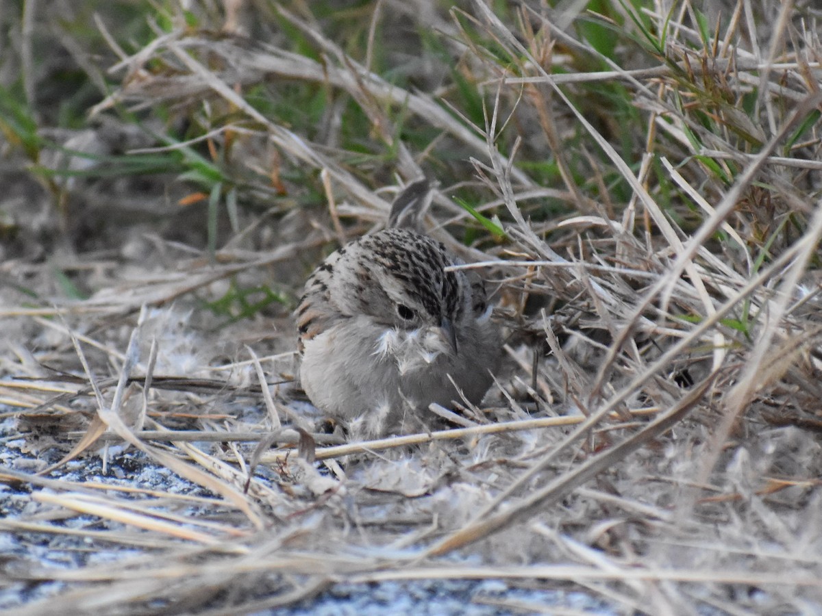 Brewer's Sparrow - ML627379249