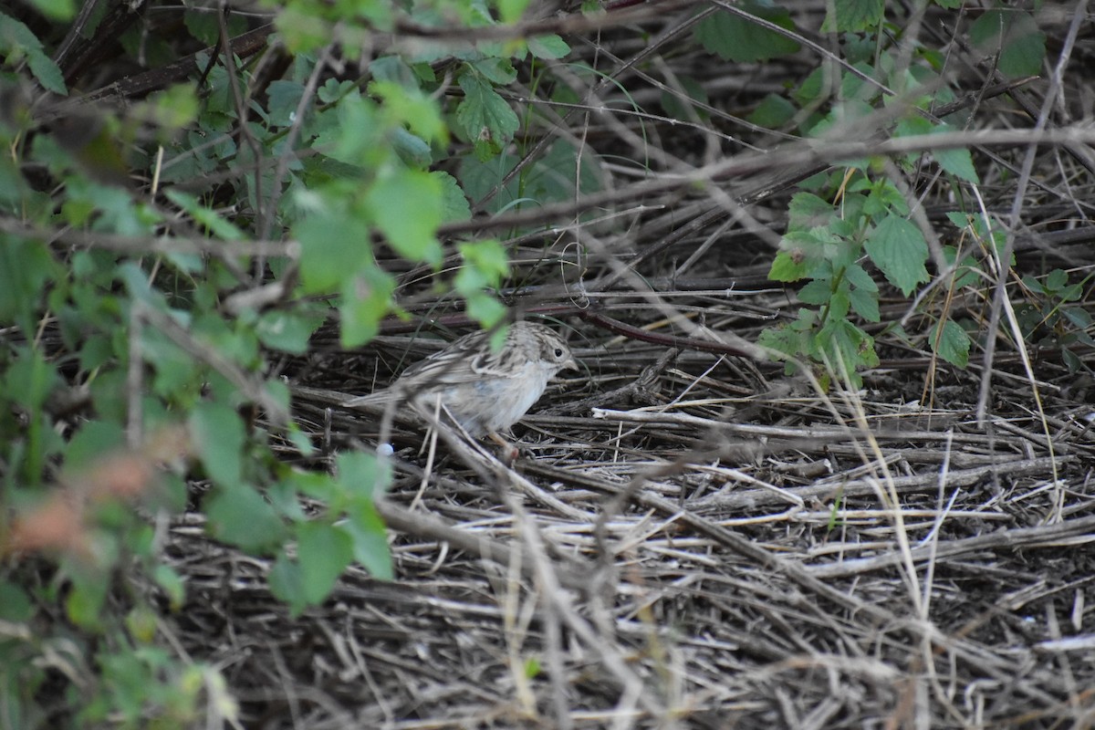 Brewer's Sparrow - ML627379250