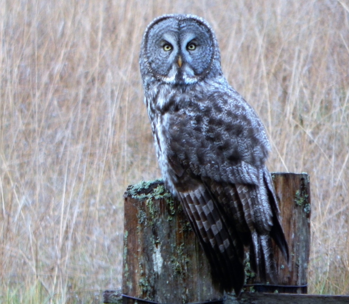 Great Gray Owl (American) - ML627379256