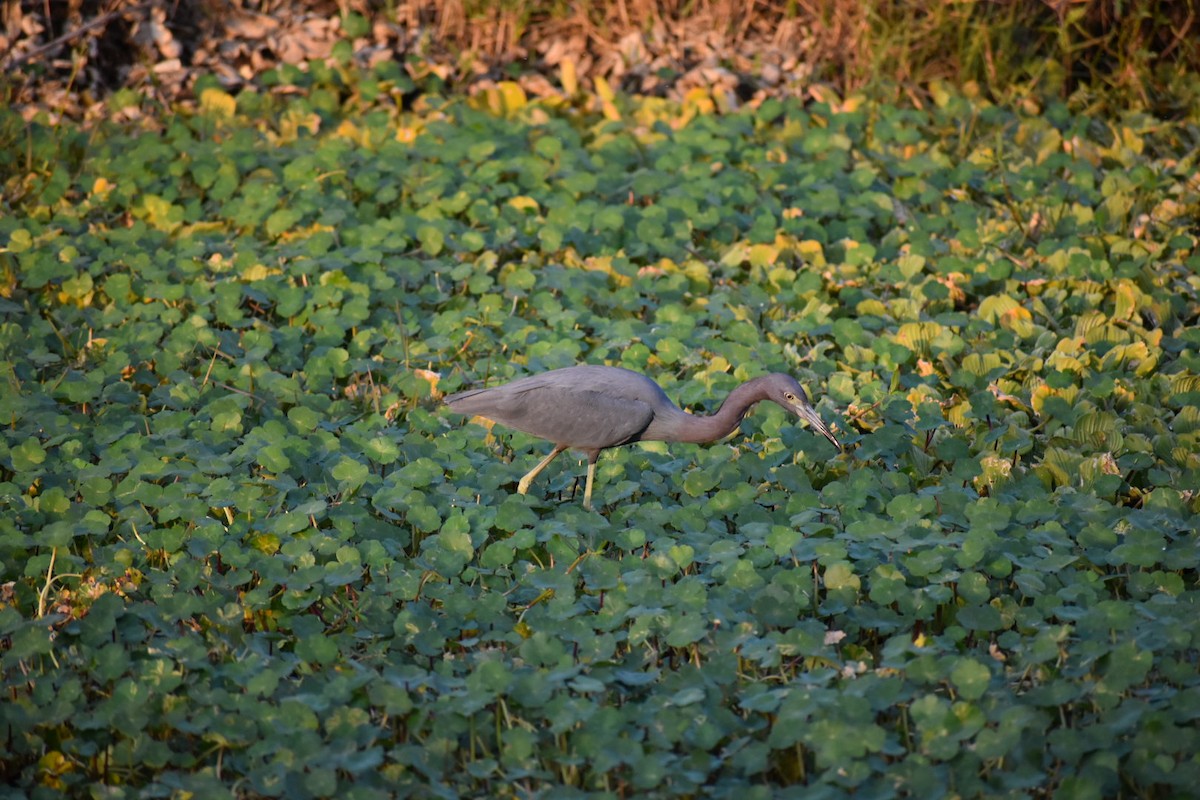 Little Blue Heron - ML627379275