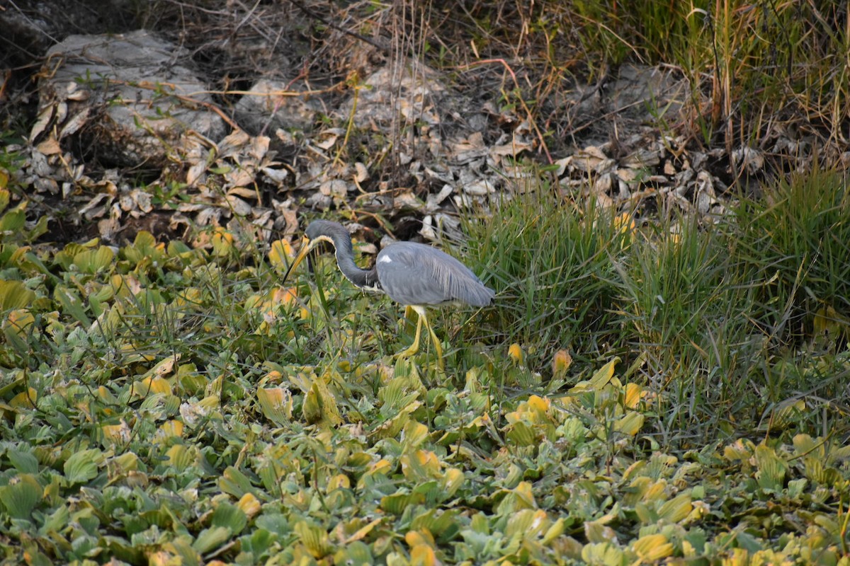 Tricolored Heron - ML627379279