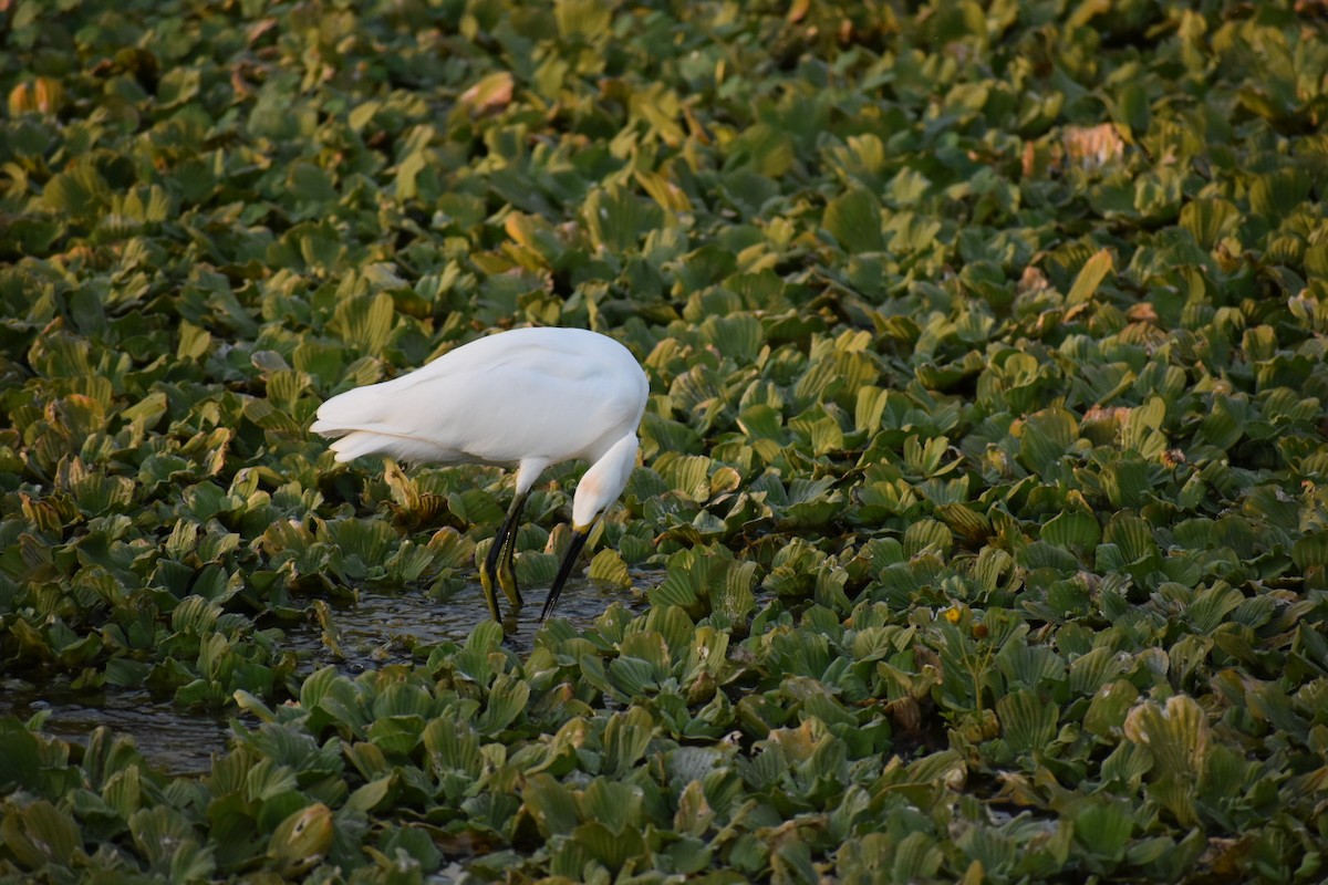 Snowy Egret - ML627379284