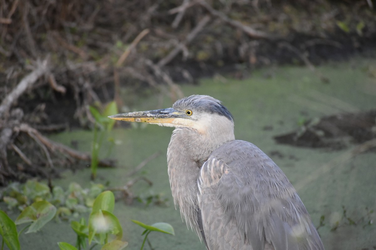Great Blue Heron - ML627379286
