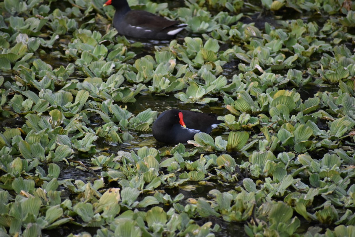 Common Gallinule - ML627379289