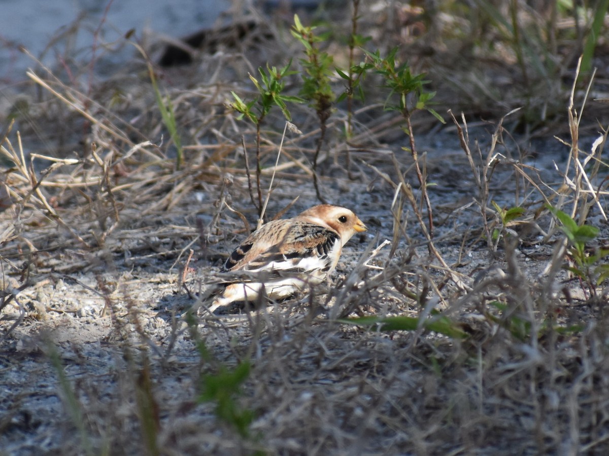 Snow Bunting - ML627379348