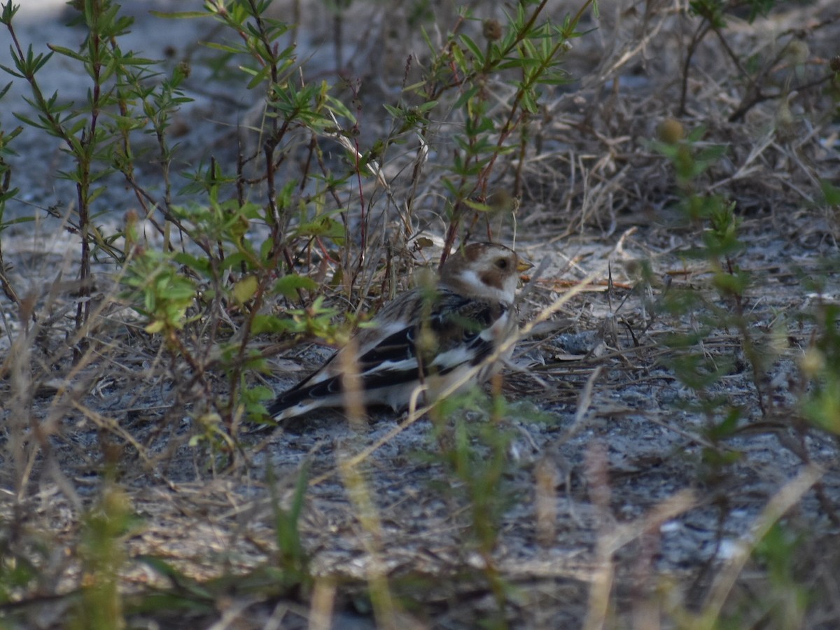 Snow Bunting - ML627379349