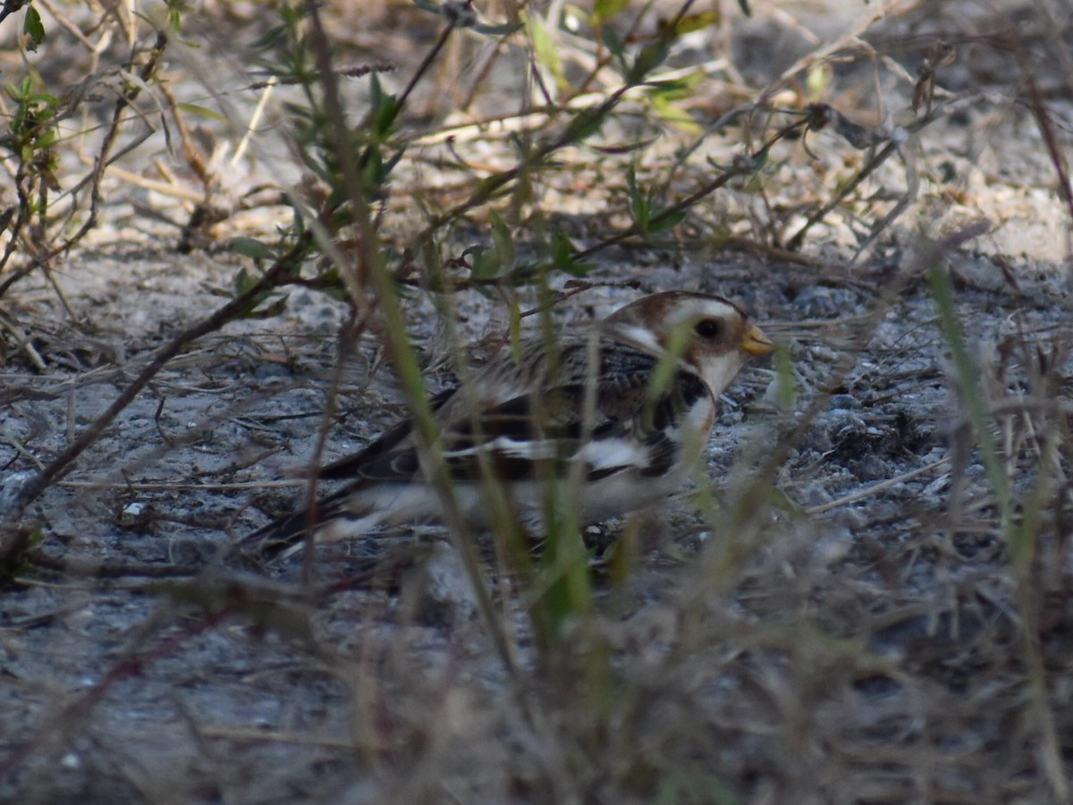 Snow Bunting - ML627379350