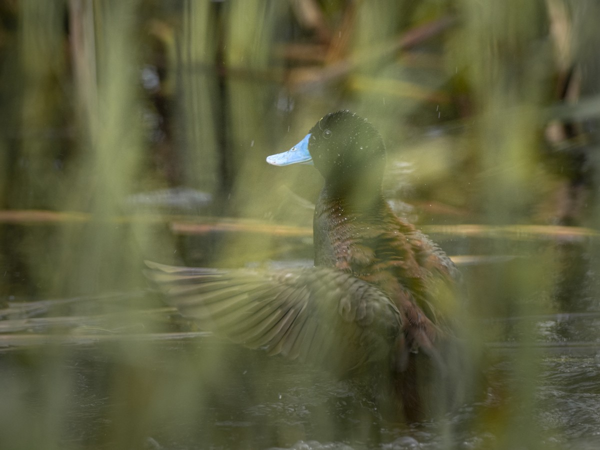 Blue-billed Duck - ML627379362