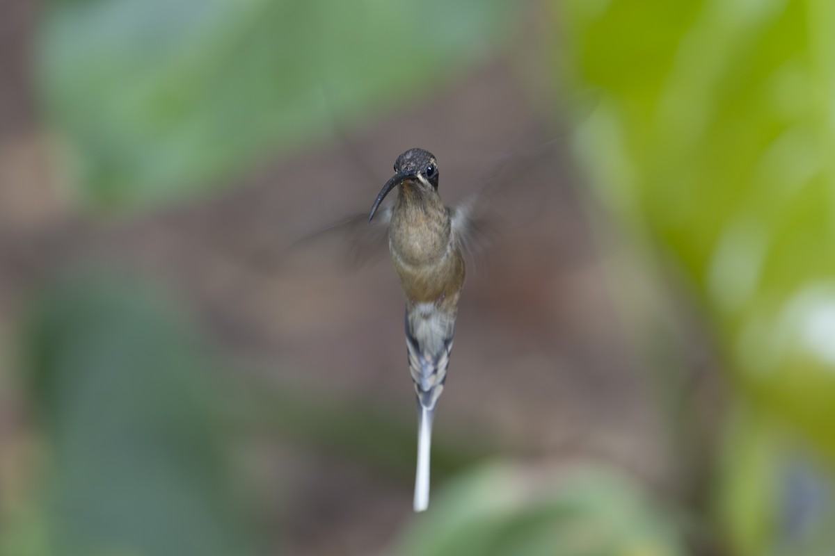 Great-billed Hermit - ML627379653