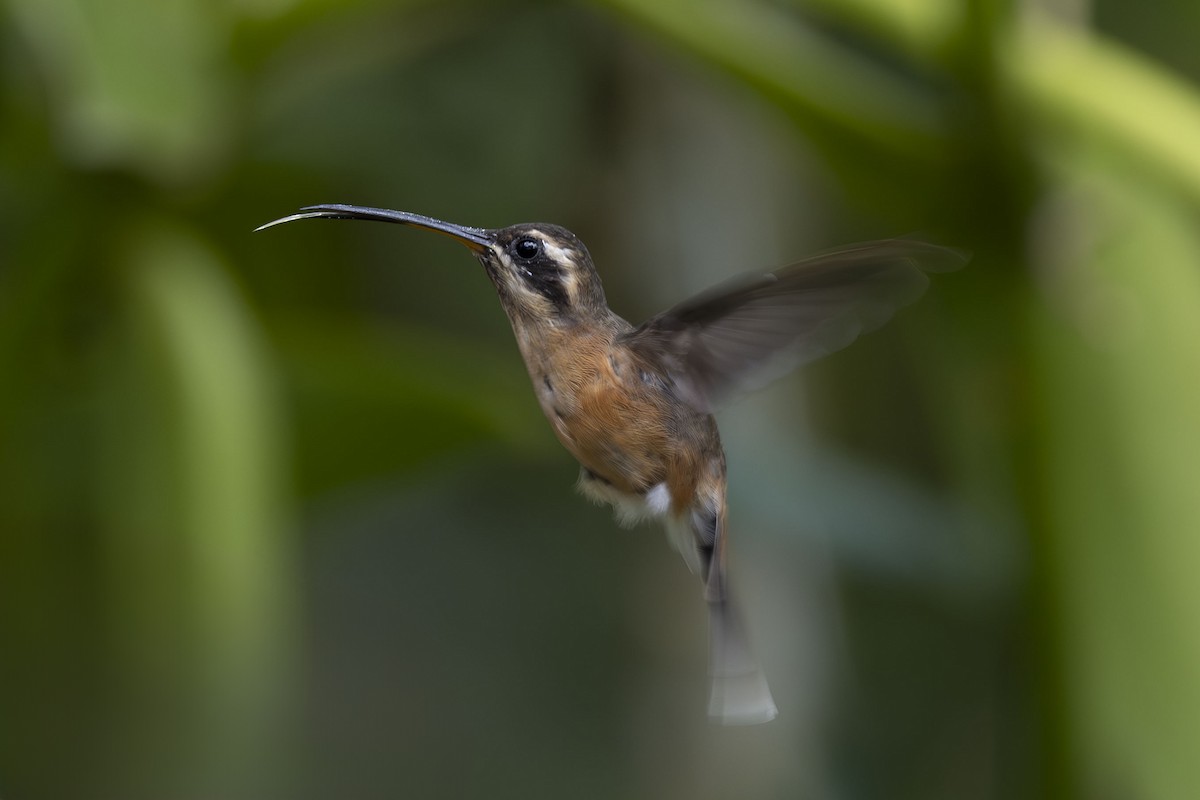 Black-throated Hermit - ML627379656