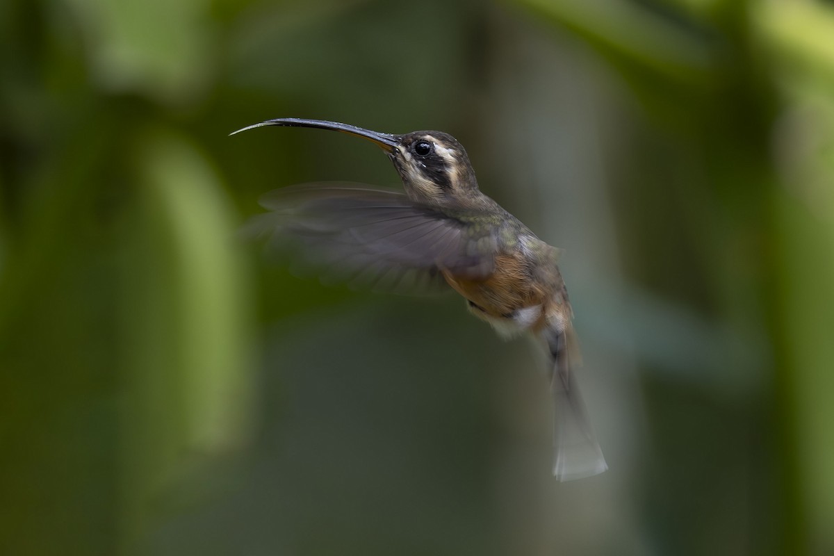 Black-throated Hermit - ML627379657