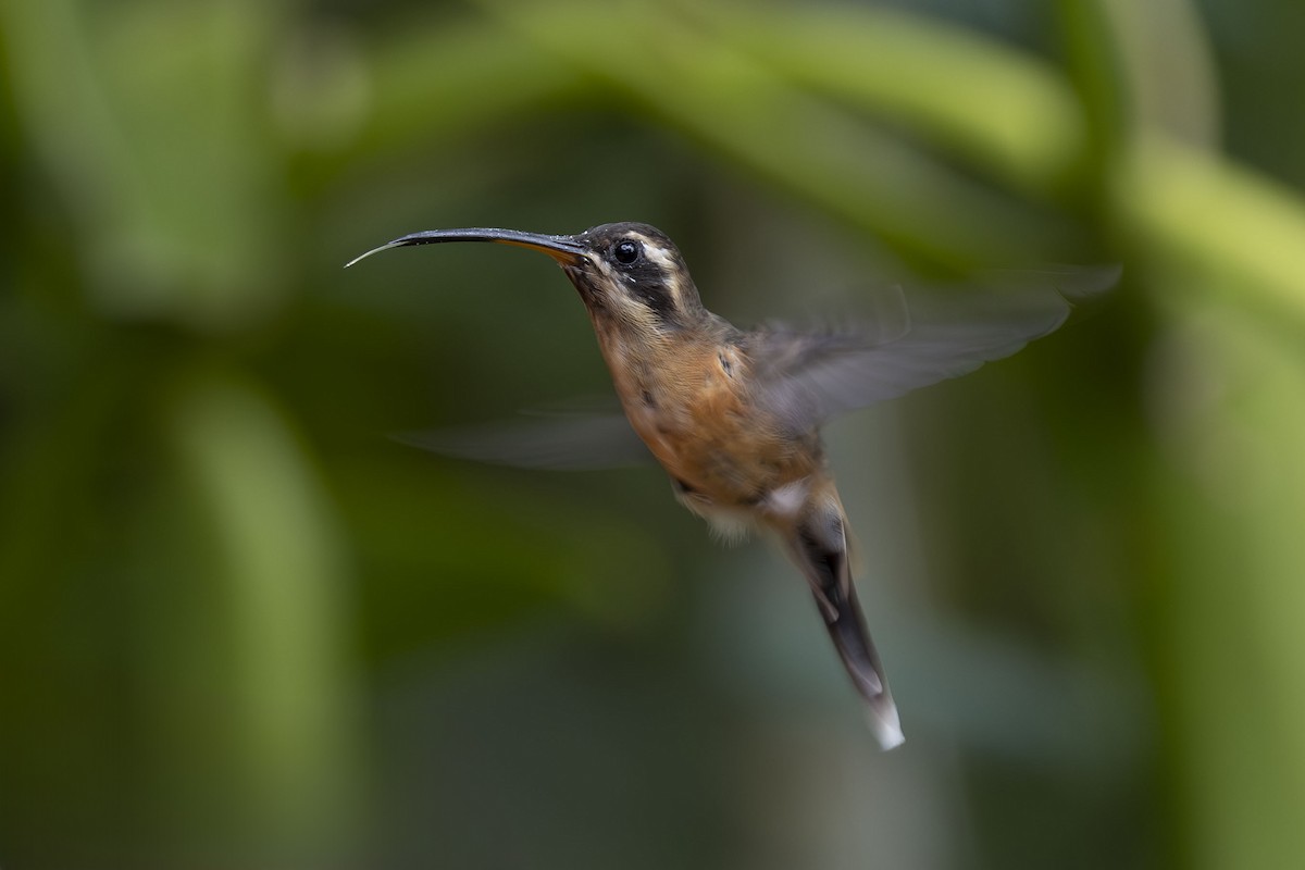 Black-throated Hermit - ML627379658