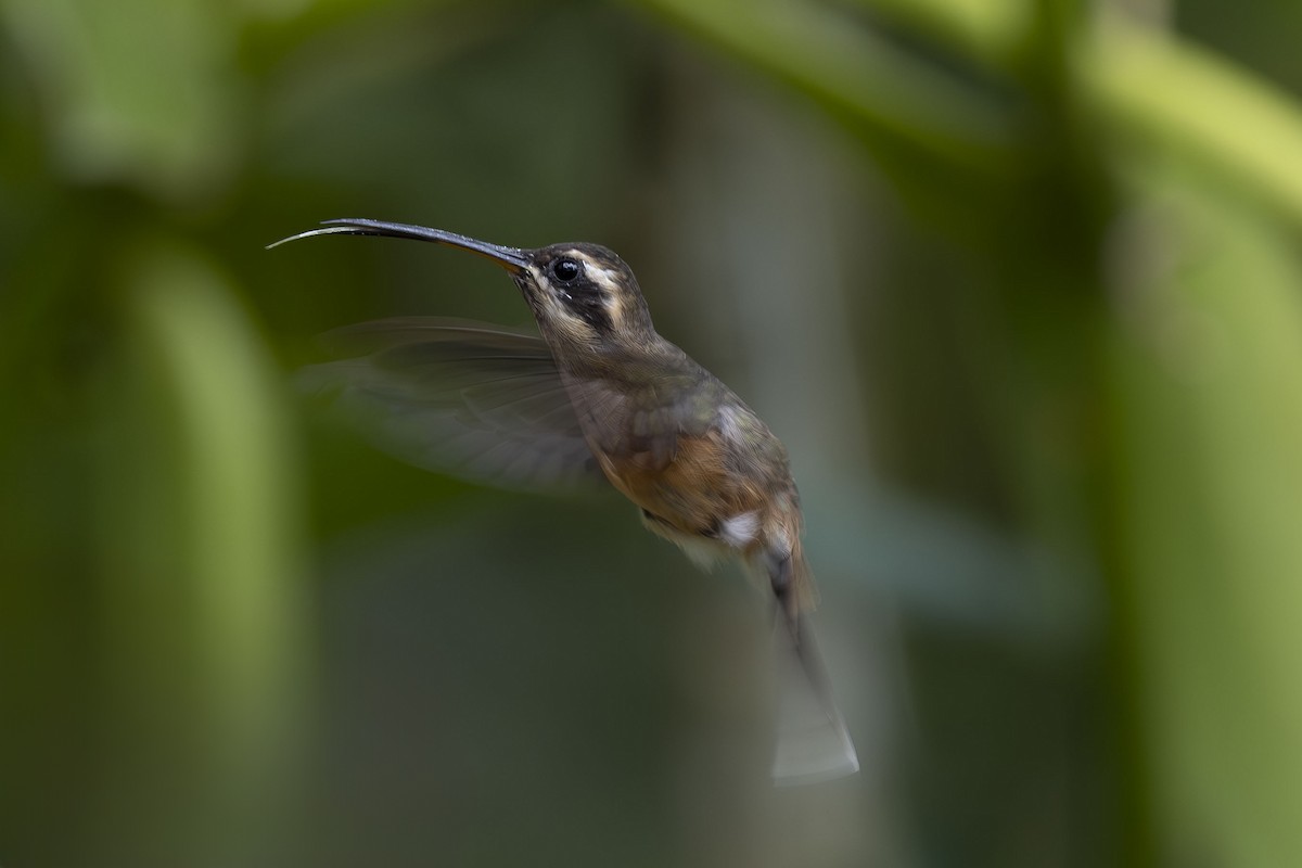 Black-throated Hermit - ML627379659