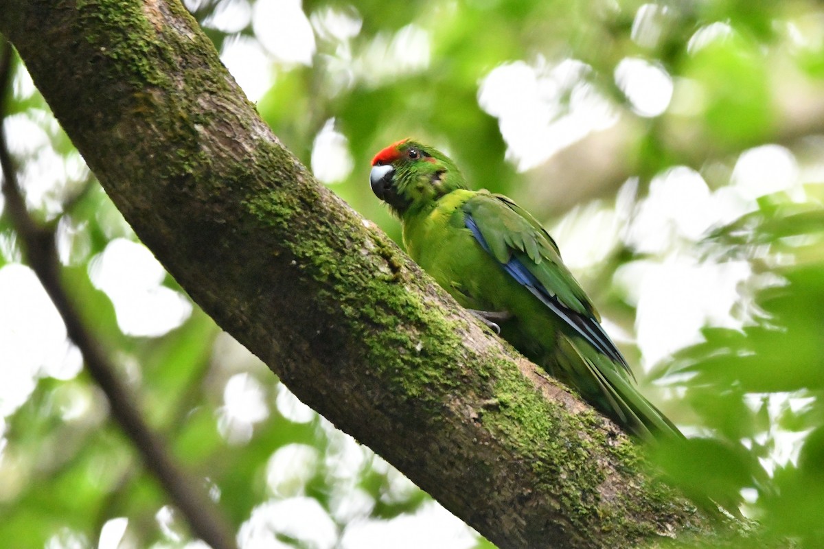 Norfolk Island Parakeet - ML627379661