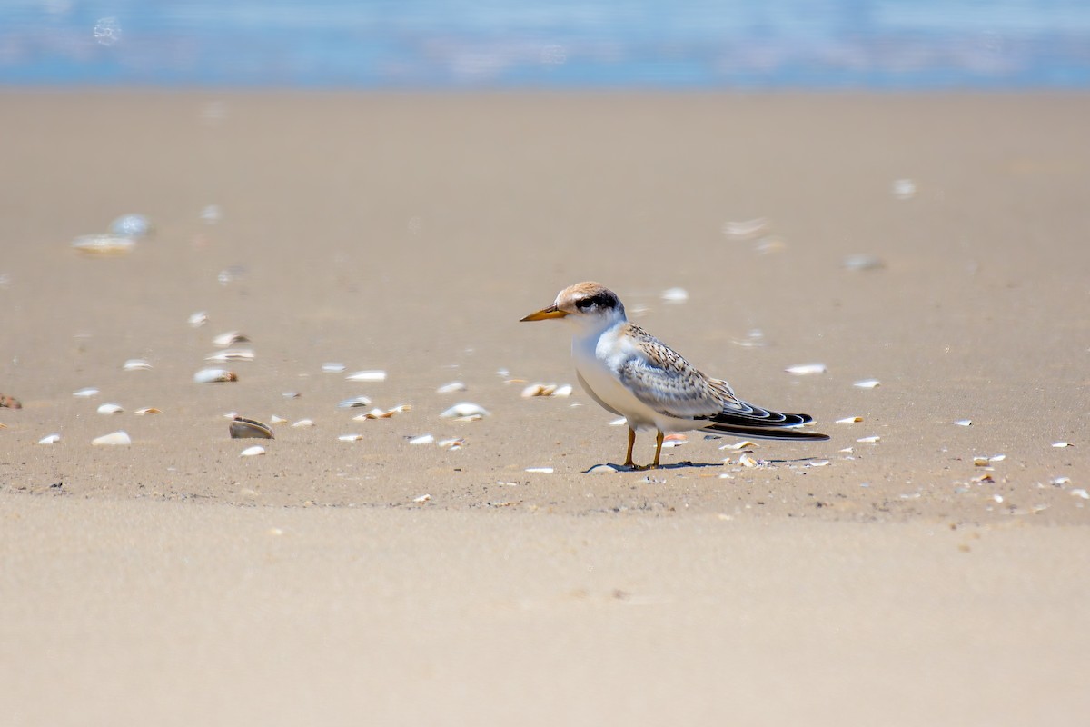 Yellow-billed Tern - ML627379677