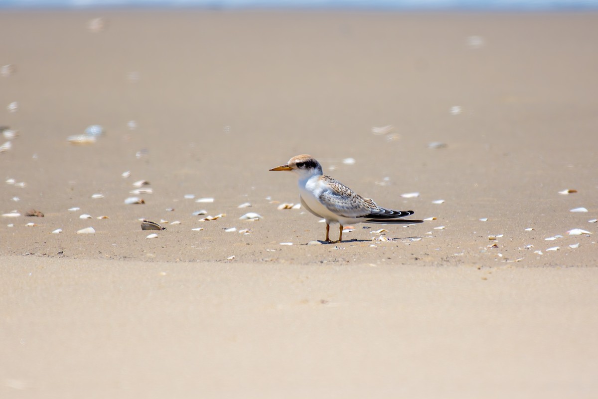 Yellow-billed Tern - ML627379678