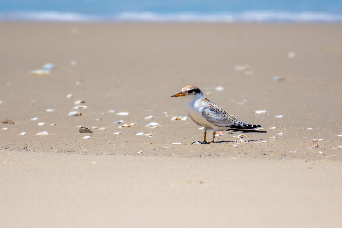 Yellow-billed Tern - ML627379681