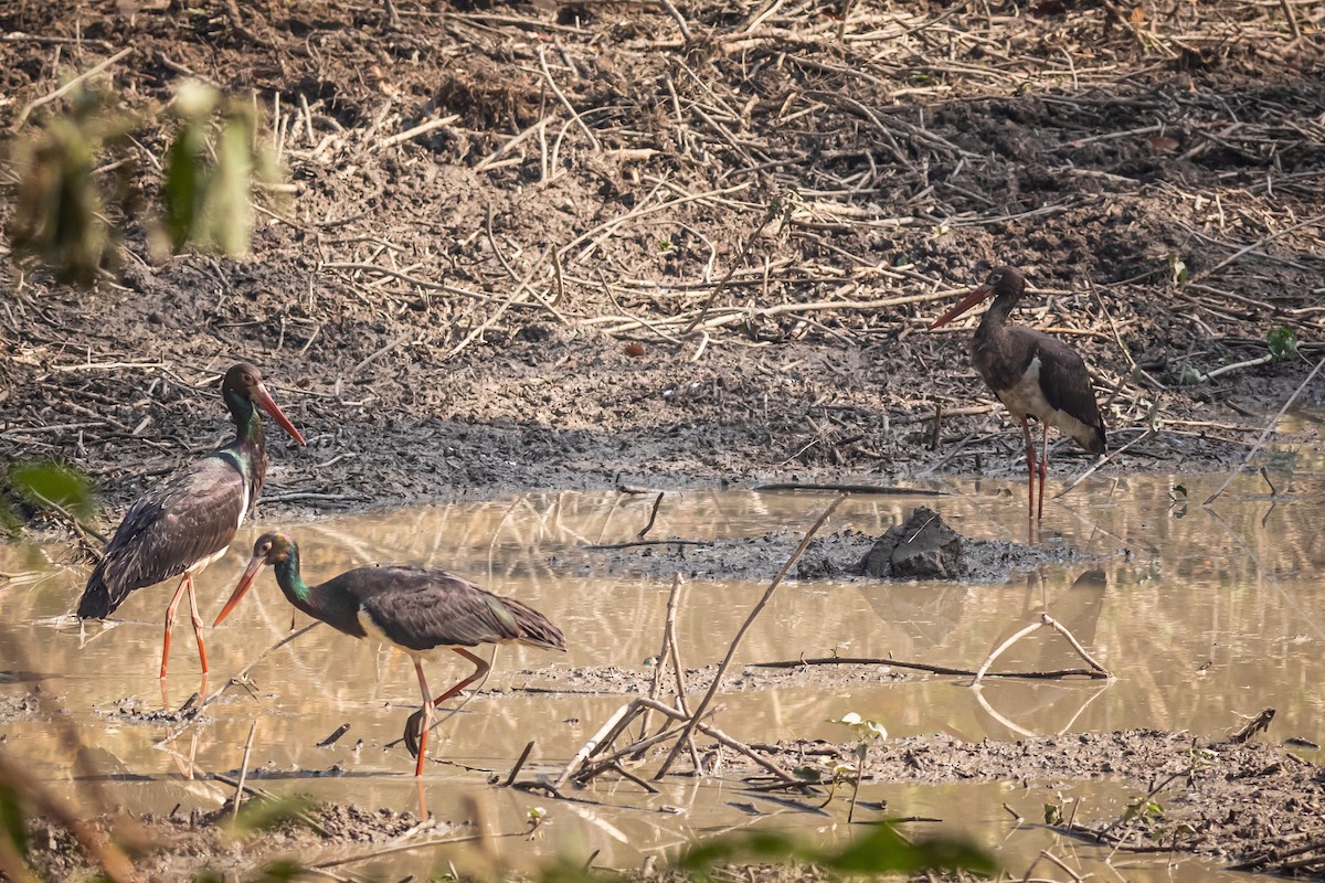 Black Stork - ML627379700