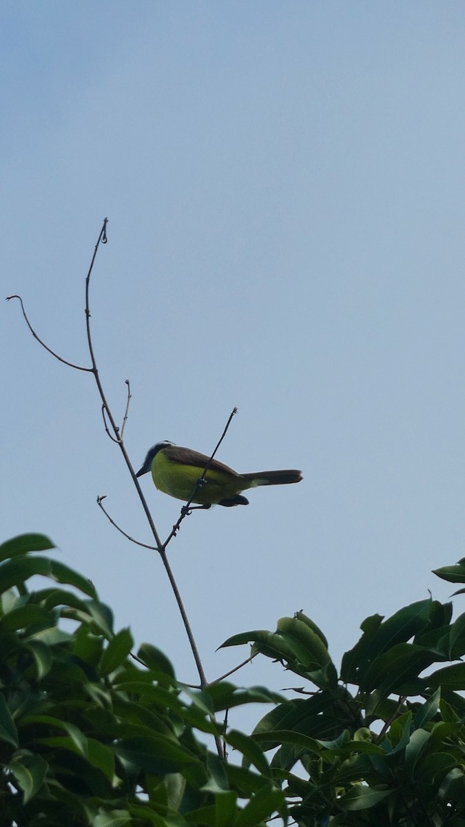 Great Kiskadee - ML627379711