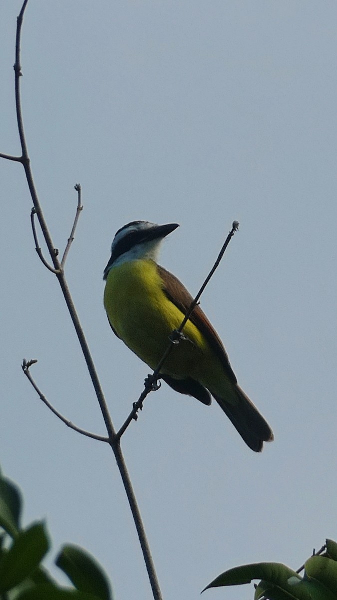 Great Kiskadee - ML627379712