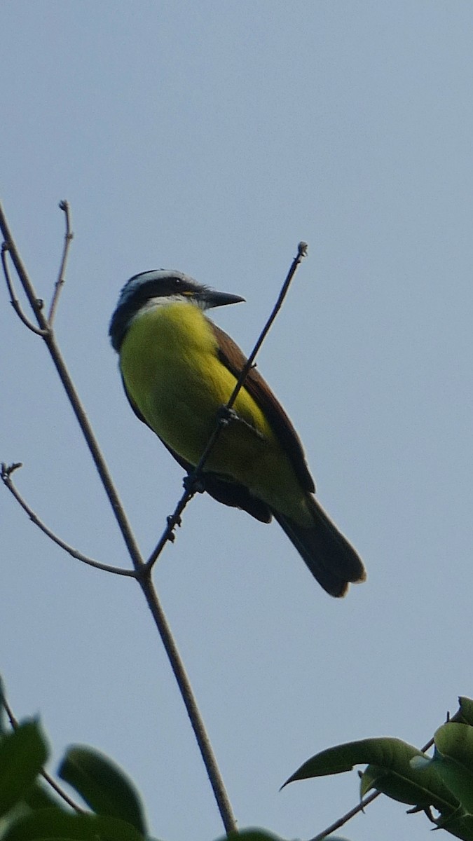 Great Kiskadee - ML627379713