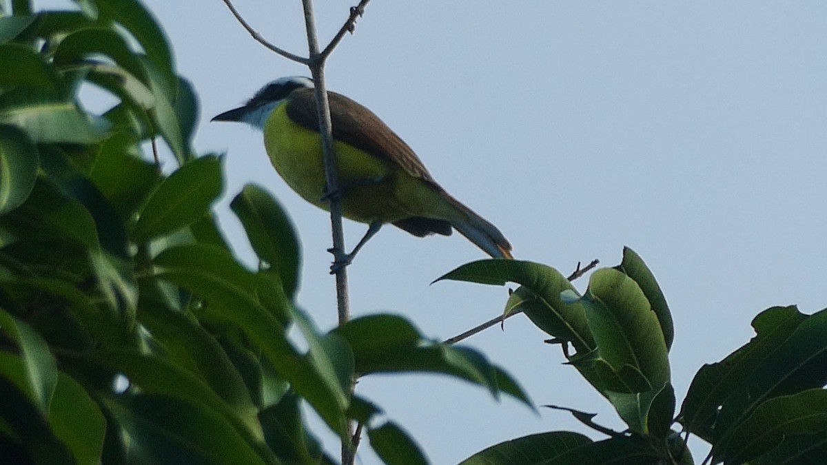 Great Kiskadee - ML627379714