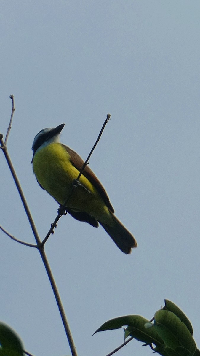 Great Kiskadee - ML627379715