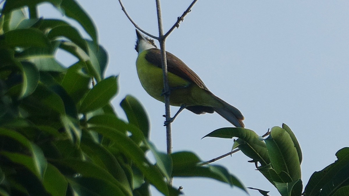 Great Kiskadee - ML627379716