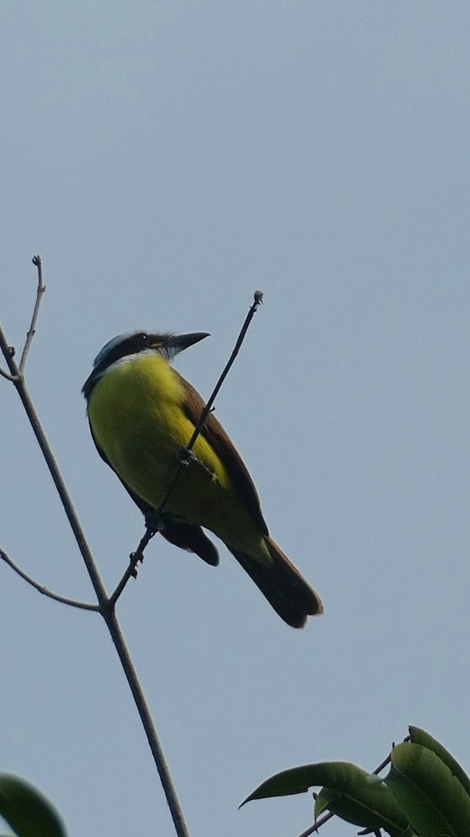 Great Kiskadee - ML627379717