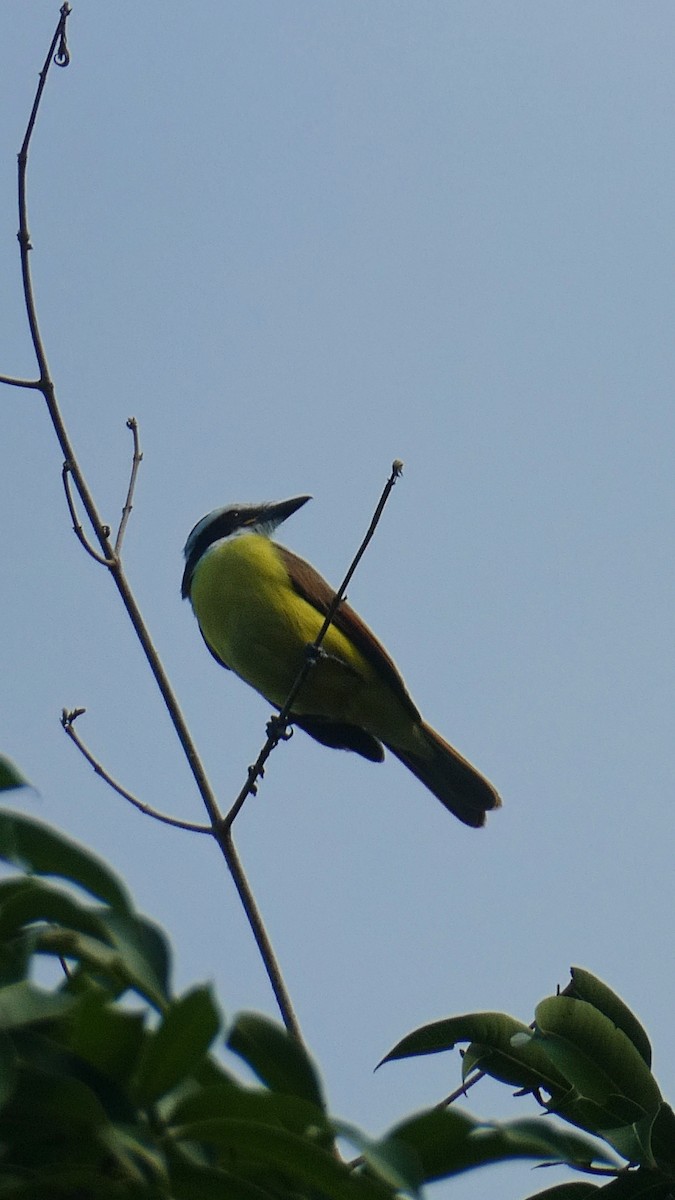 Great Kiskadee - ML627379718