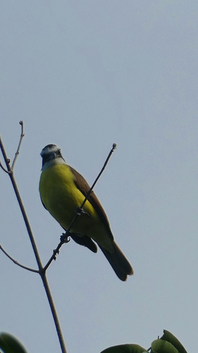 Great Kiskadee - ML627379719