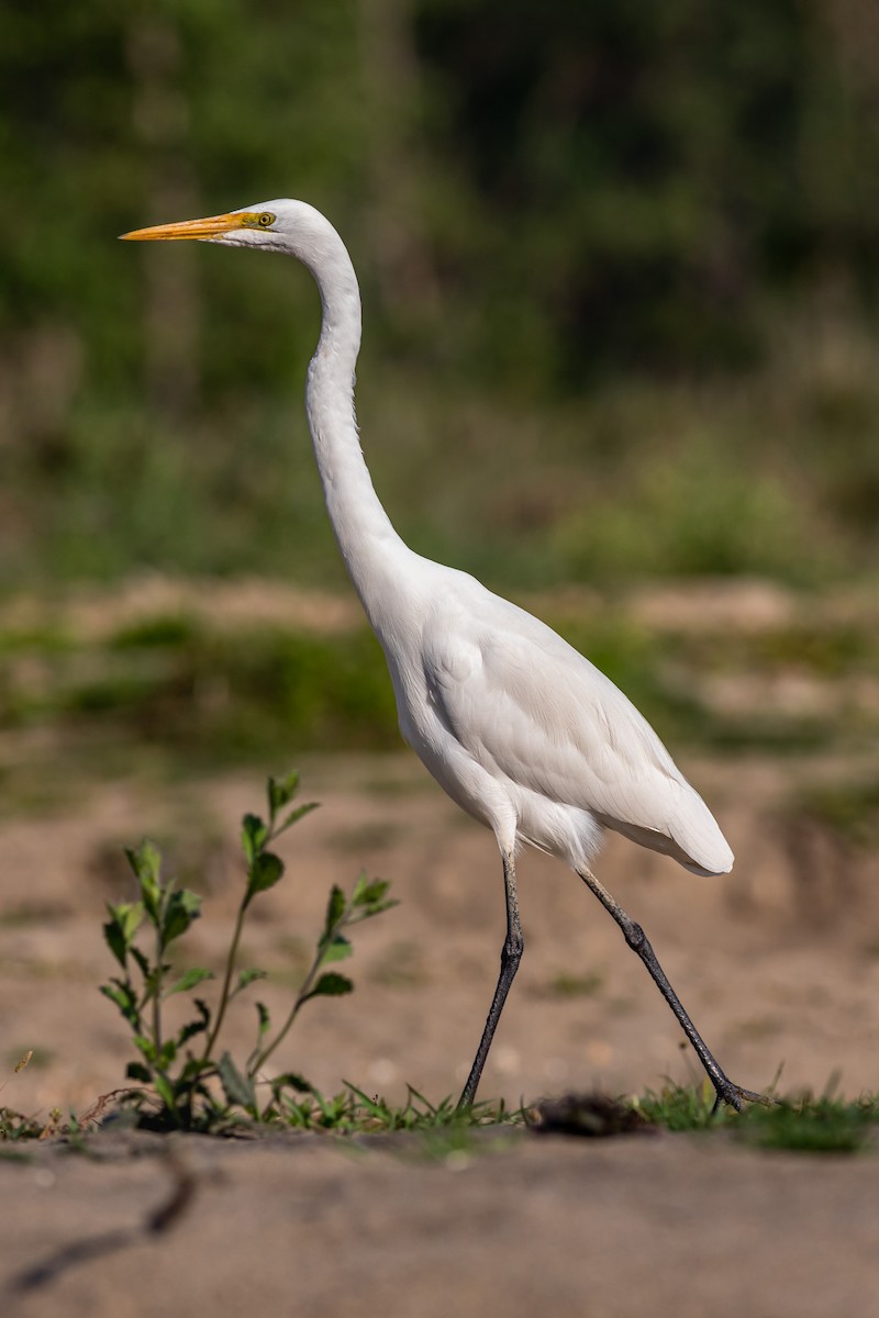 Great Egret - ML627379720