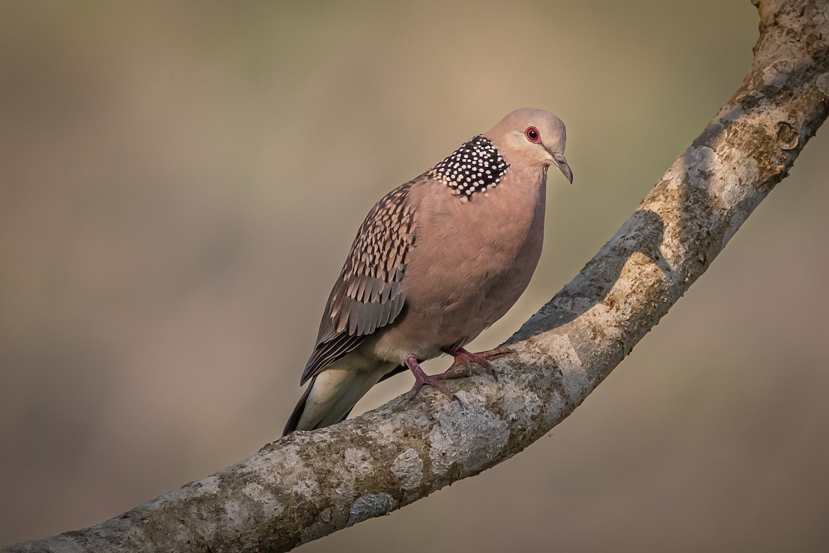 Spotted Dove - ML627379774