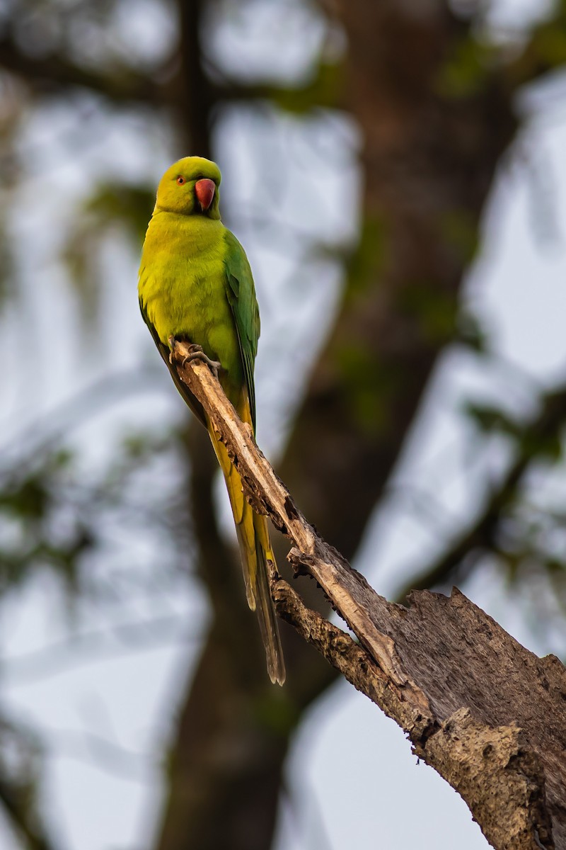 Rose-ringed Parakeet - ML627379780