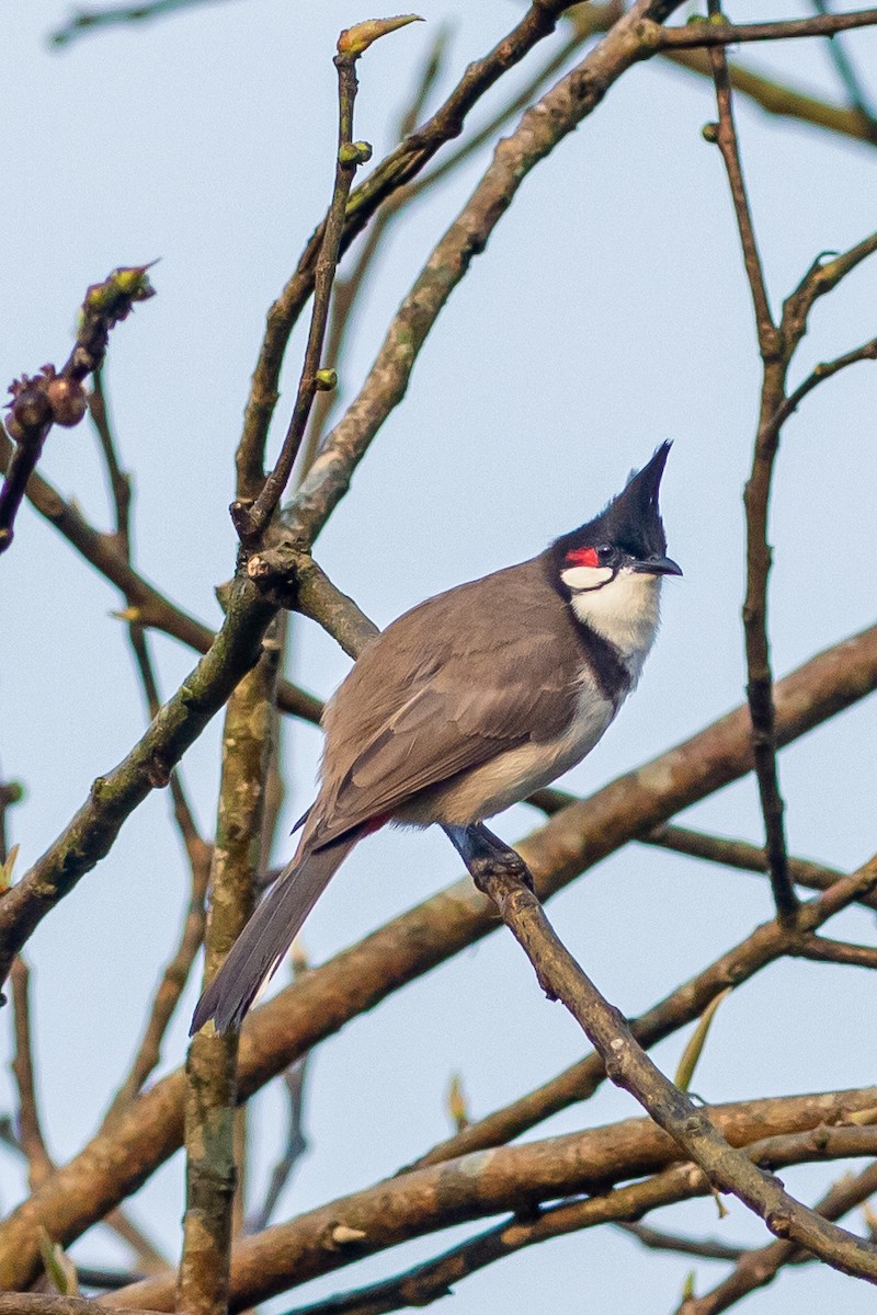 Red-whiskered Bulbul - ML627379784
