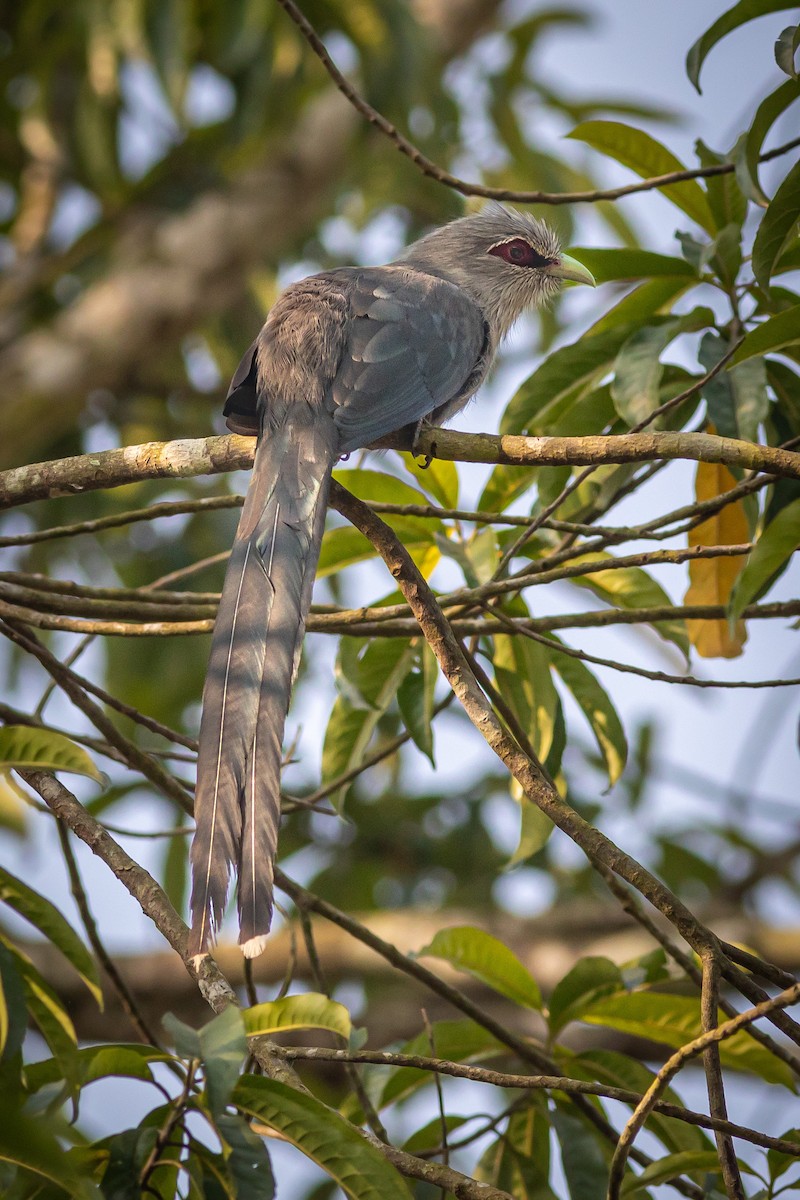 Green-billed Malkoha - ML627379809