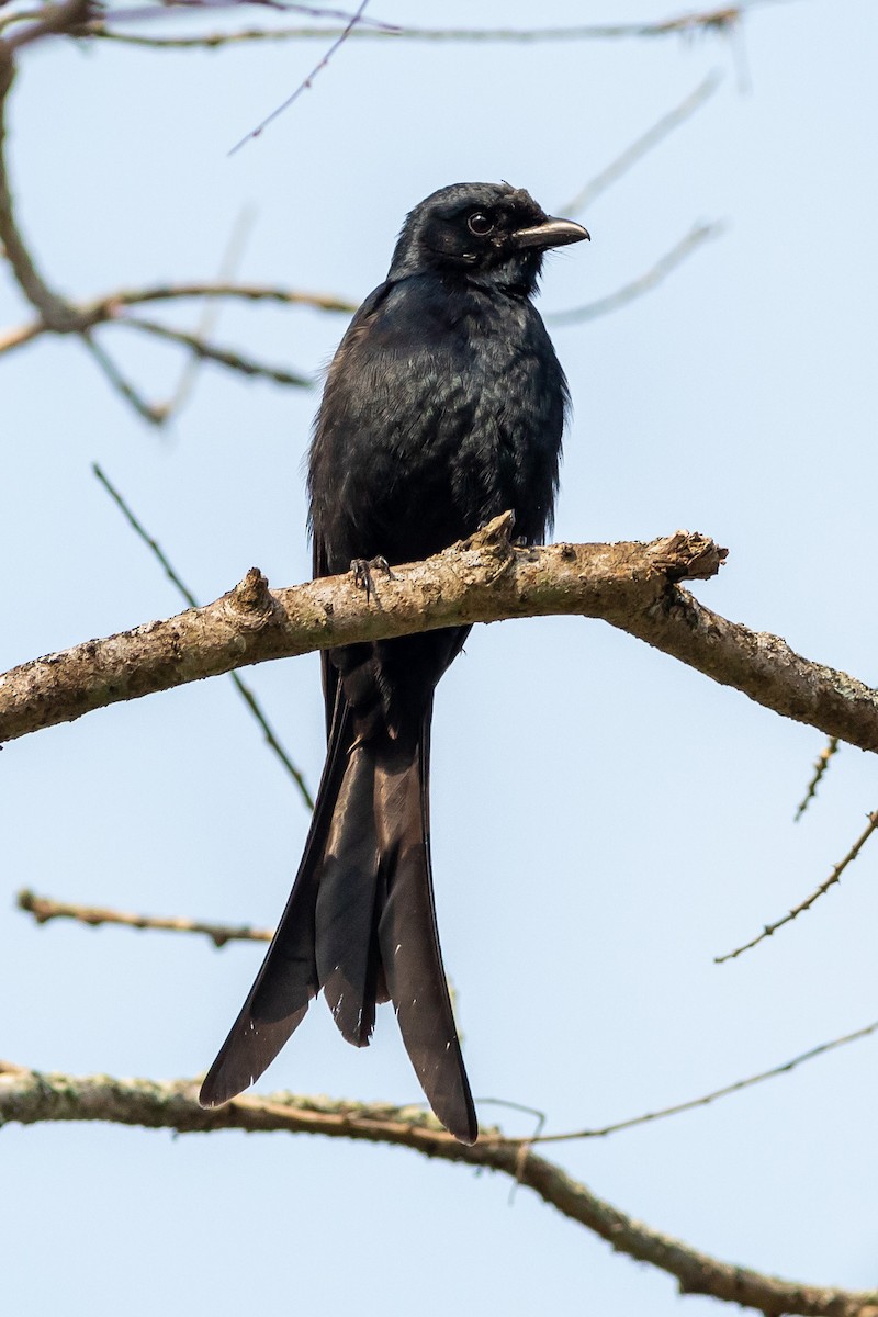Black Drongo - ML627379815