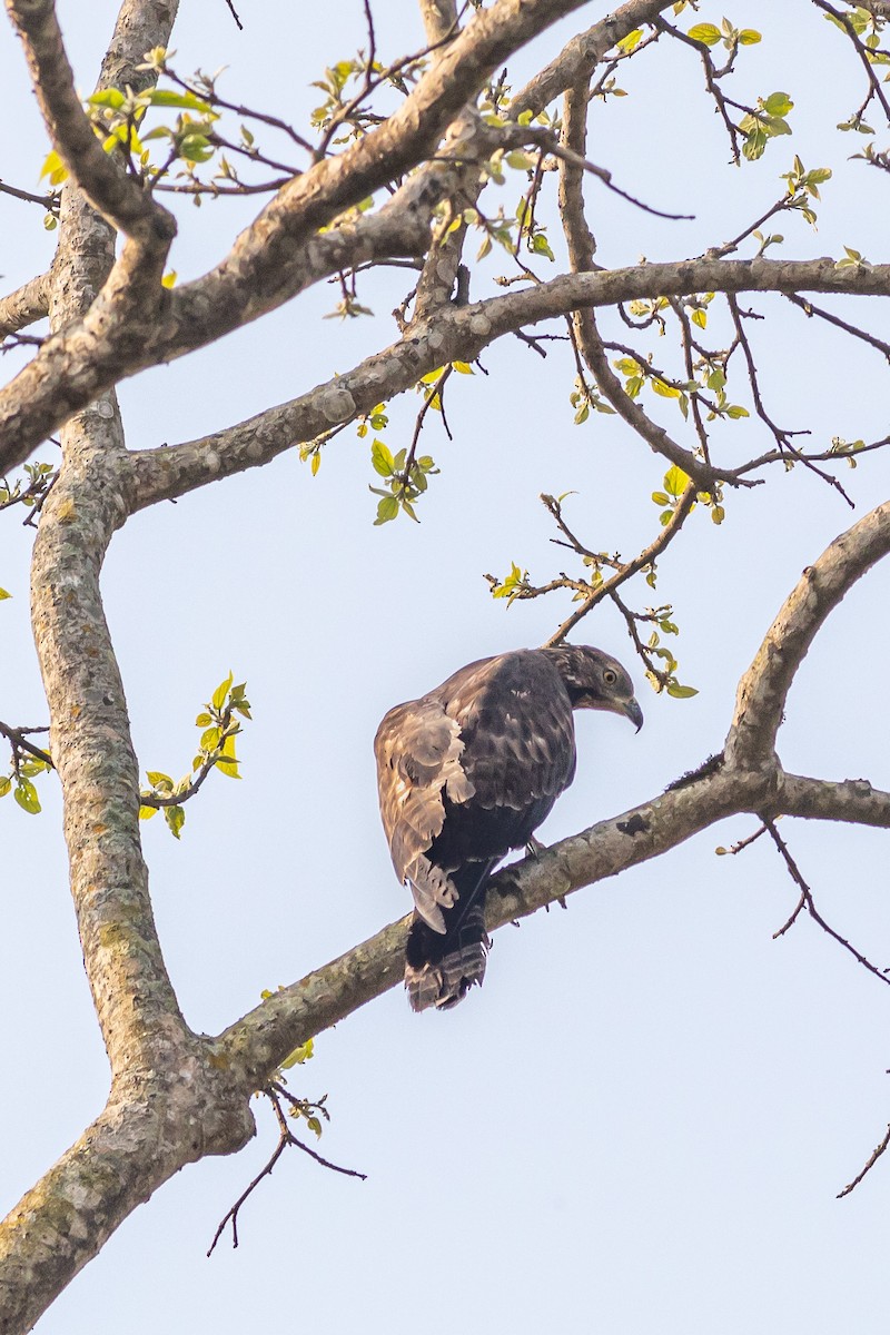 Oriental Honey-buzzard - ML627379833