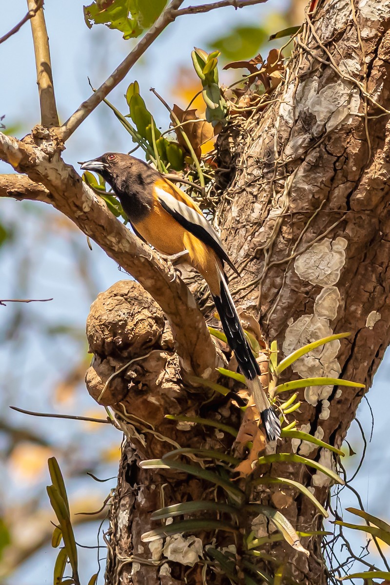 Rufous Treepie - ML627379846