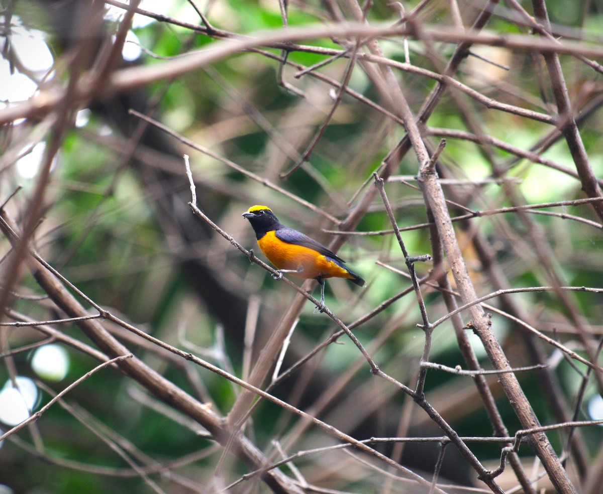 Orange-crowned Euphonia - ML627379860