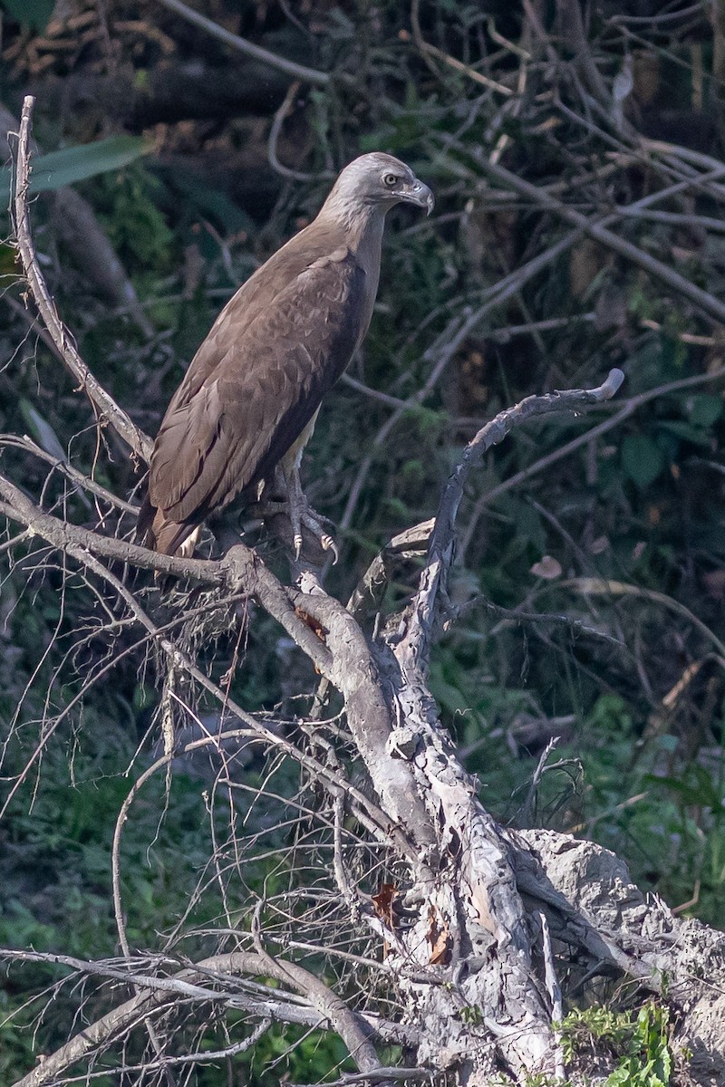 Gray-headed Fish-Eagle - ML627379861