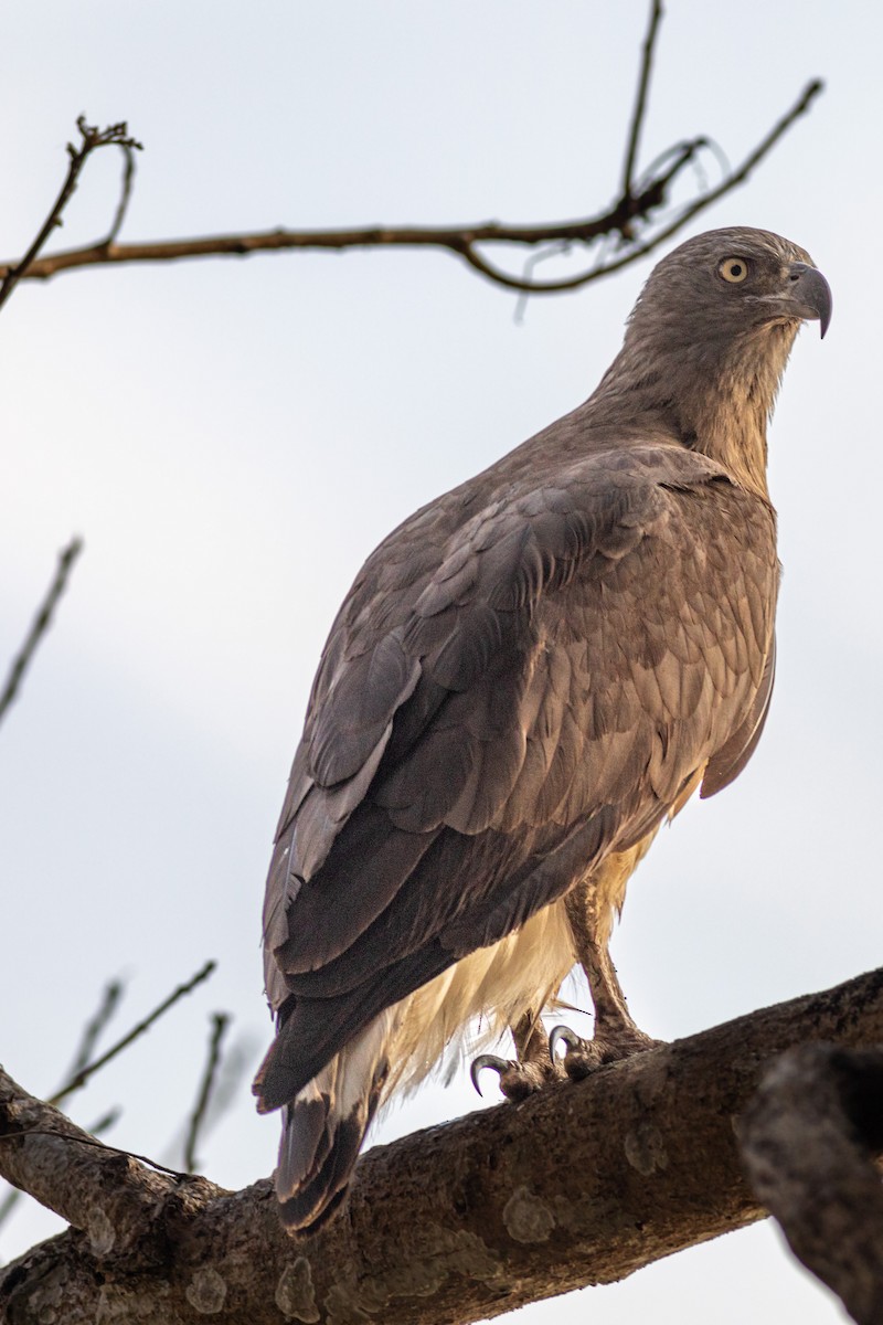 Gray-headed Fish-Eagle - ML627379862