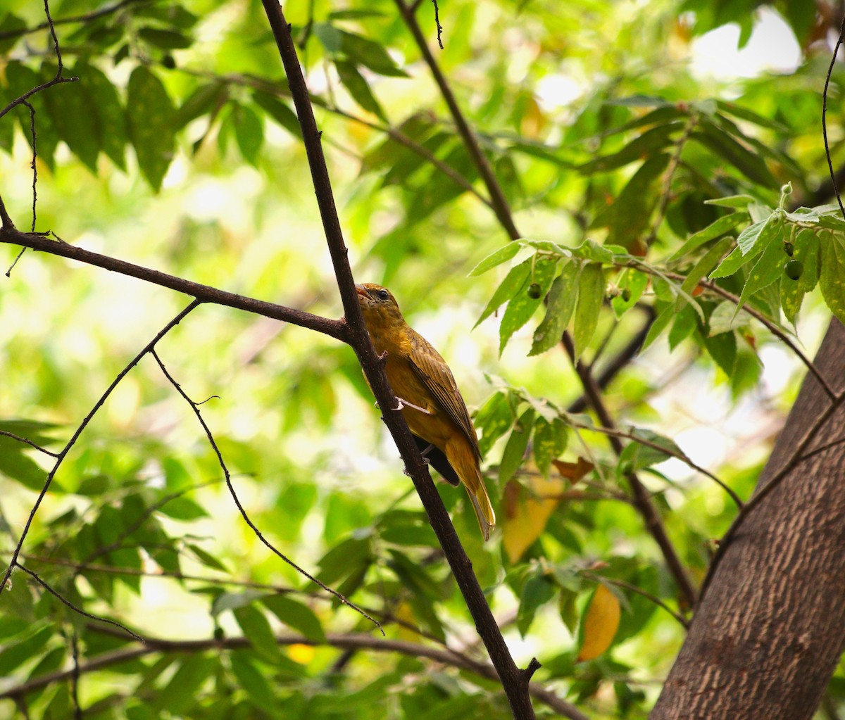 Summer Tanager - ML627379871