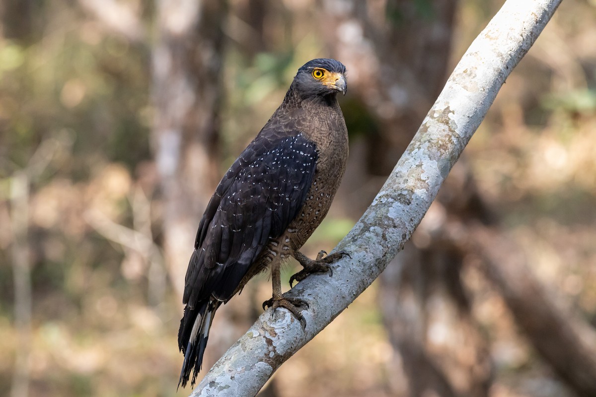 Crested Serpent-Eagle - ML627379892
