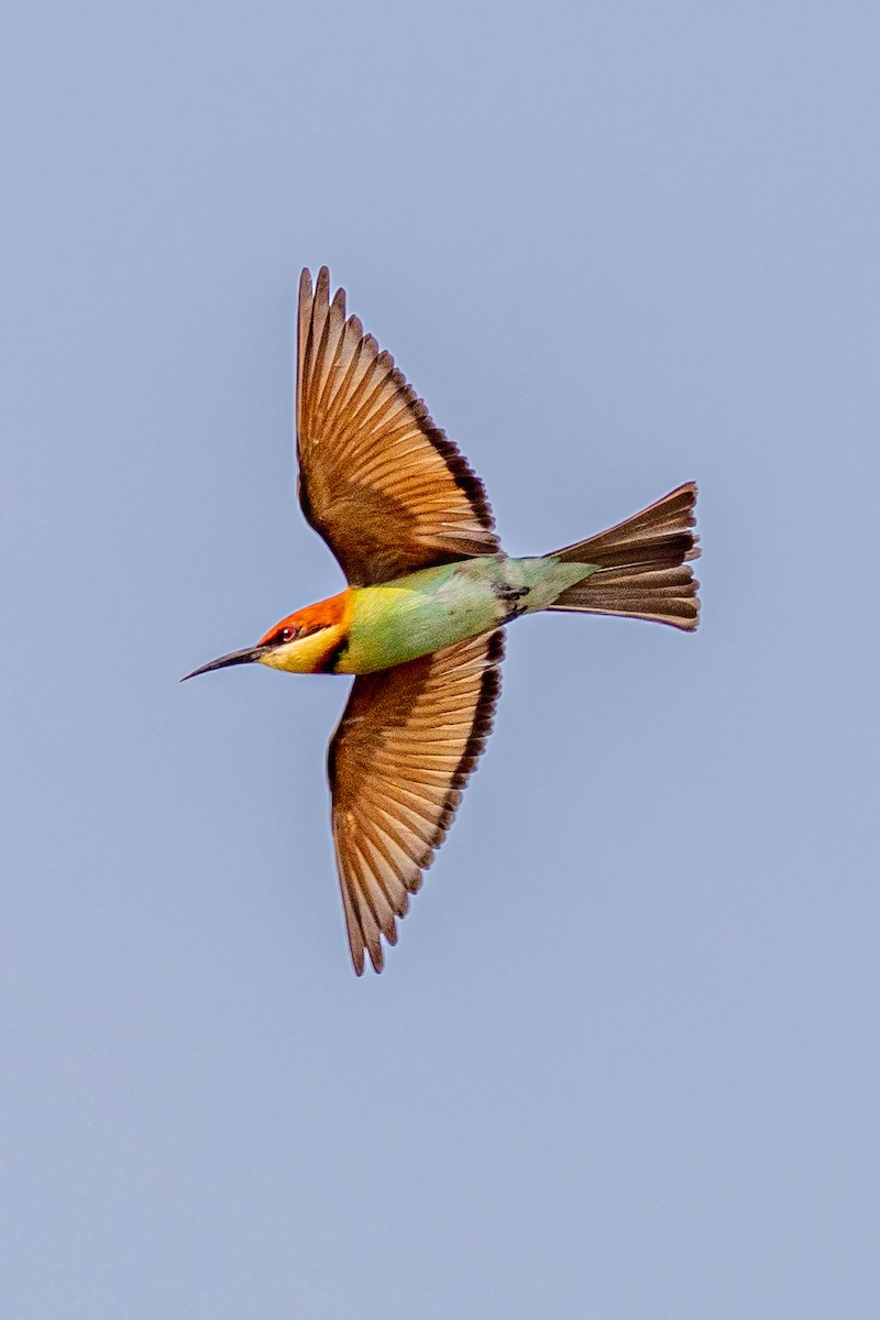 Chestnut-headed Bee-eater - ML627379894