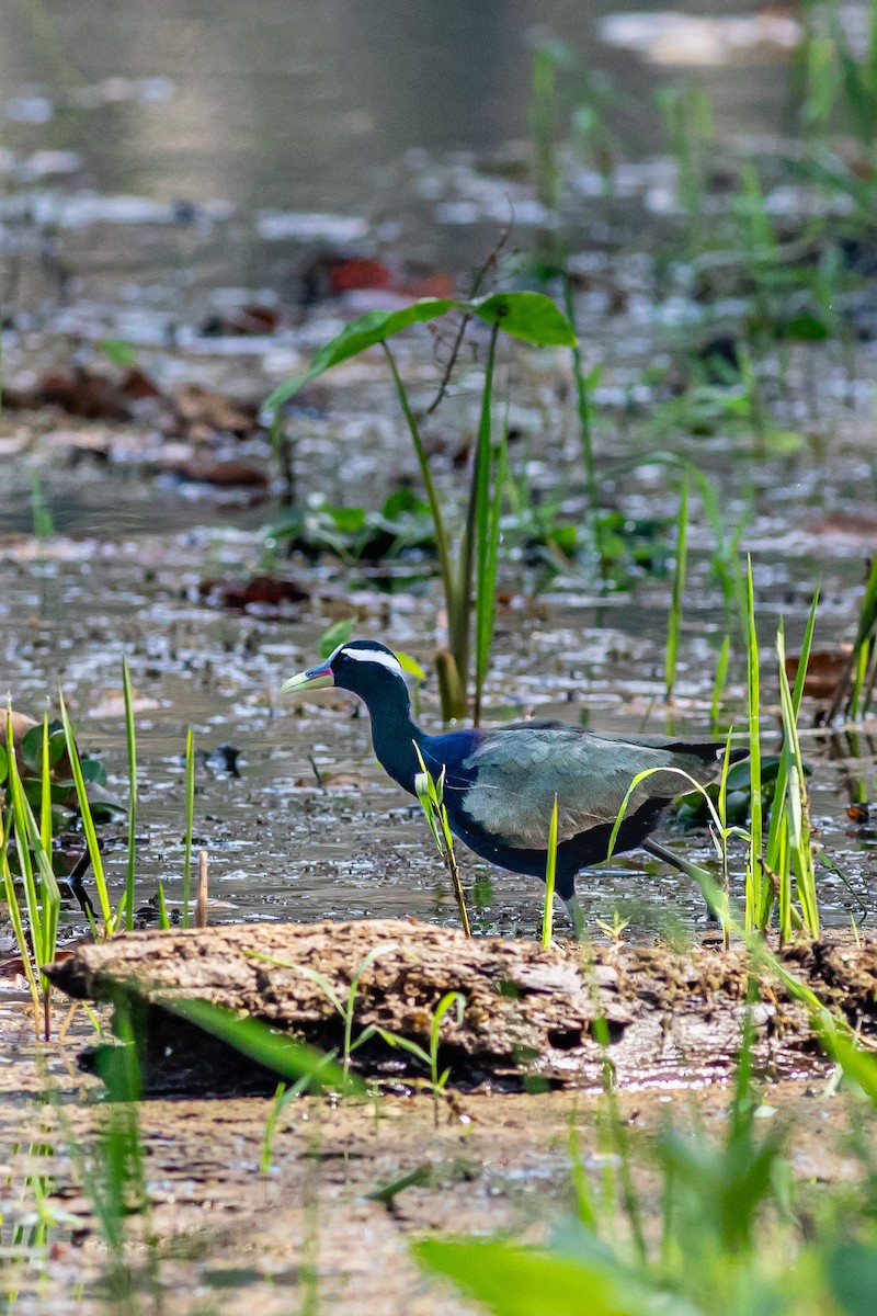 Bronze-winged Jacana - ML627379901