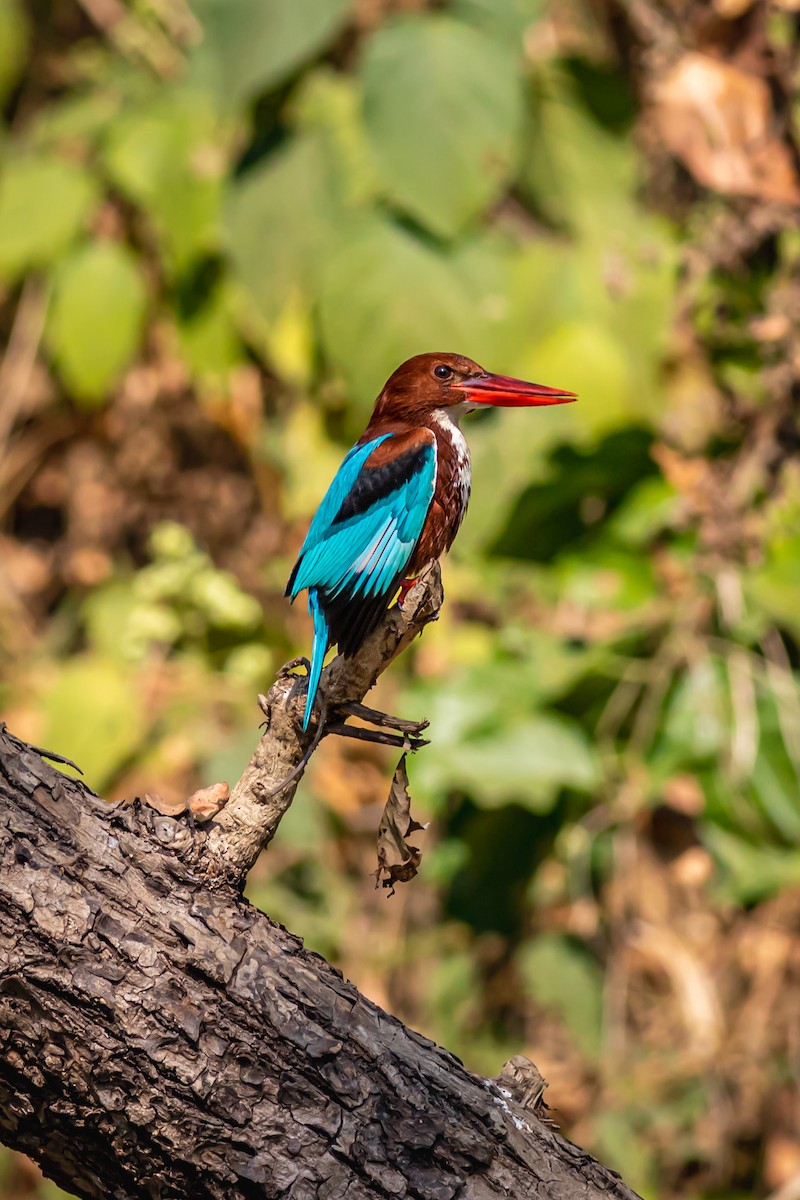 White-throated Kingfisher - ML627379908
