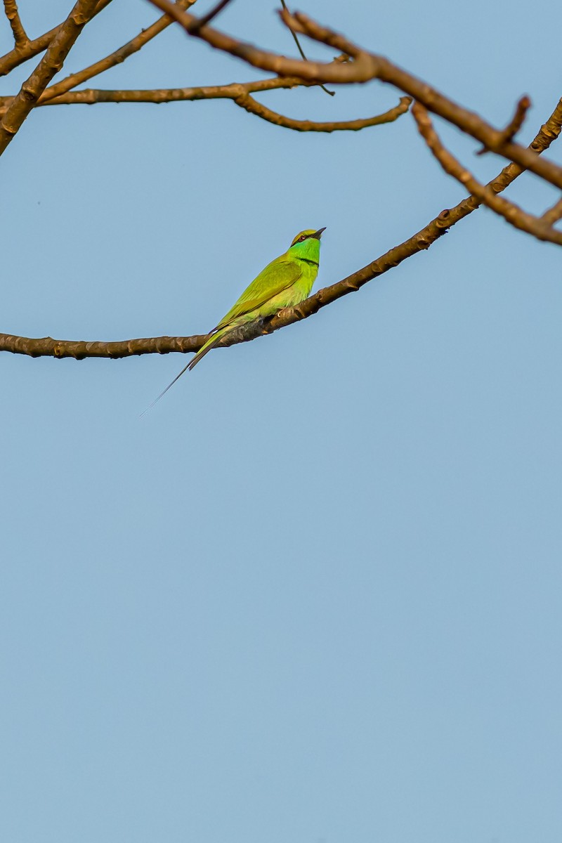 Asian Green Bee-eater - ML627379940